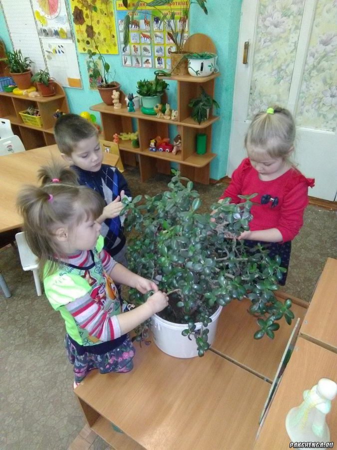 Зиновьенва Рената, Черевкова Алёша, Горбунова Ксюша. Занятие по ознакомлению с окружающим миром " Уход за комнатными растениями"