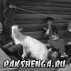 За козла ответишь...